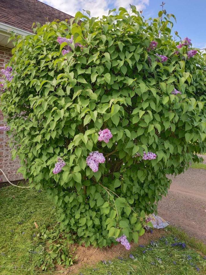 酣息小栈 Sweet Dreams Bed and Breakfast Cornwall Exteriör bild
